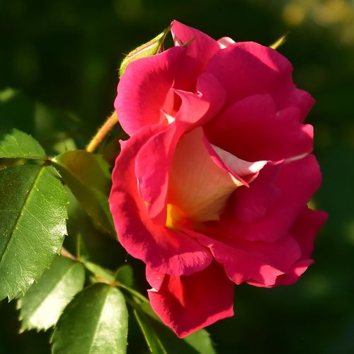 Rosa Bajazzo® - rosa - Árbol de Rosas Floribunda - rosal de pie alto- froma de corona llorona